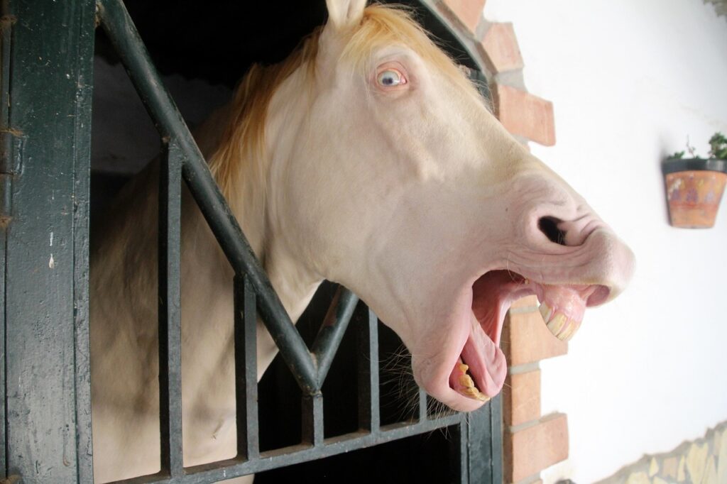 An encaged Albino Horse