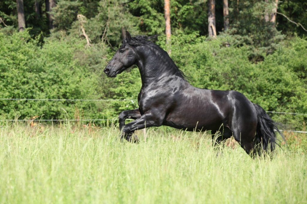 Friesian Horse