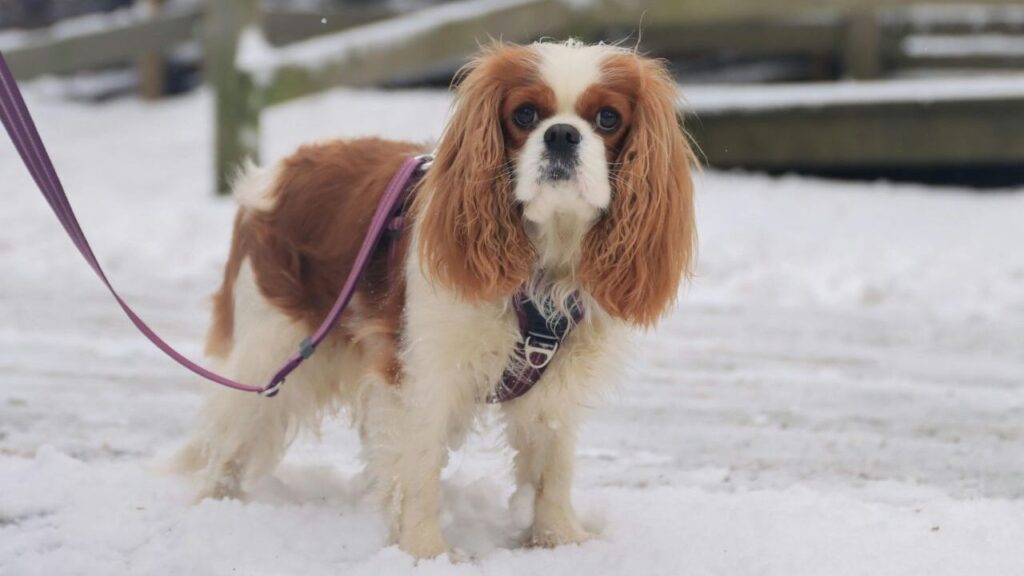 Cavalier King Charles