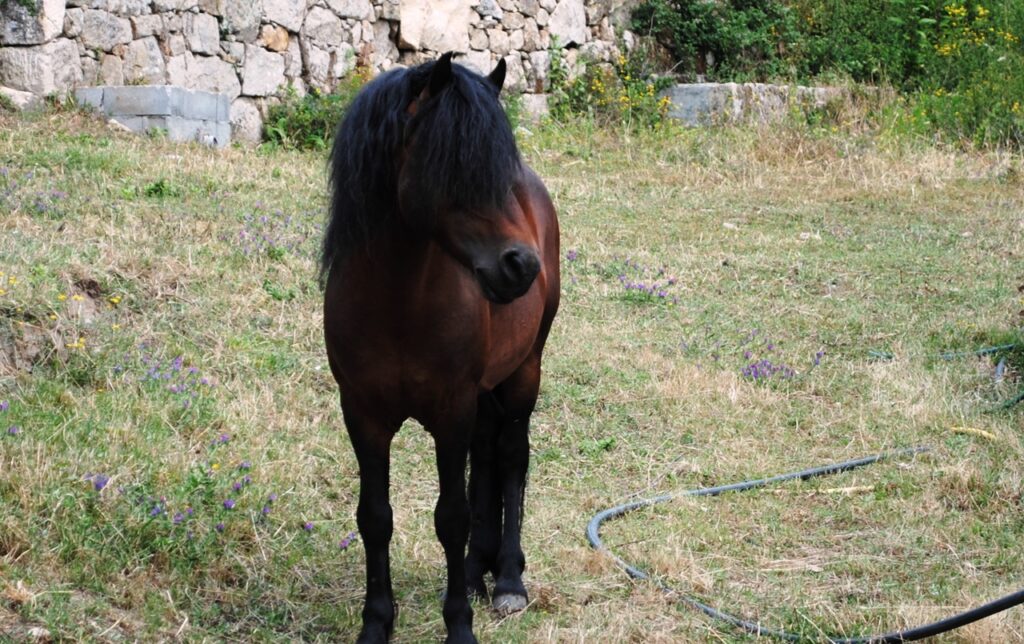 Galician Horse 
