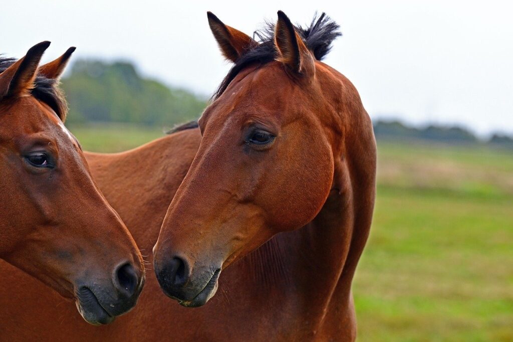 Chestnut Thoroughbred (Gulliver)