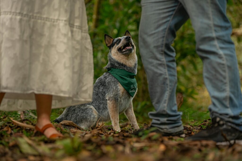 Australian Cattle dog with its owners