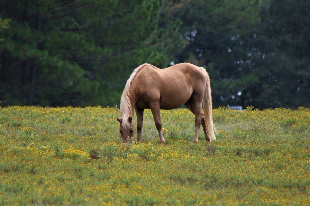 A Buckskin Horse