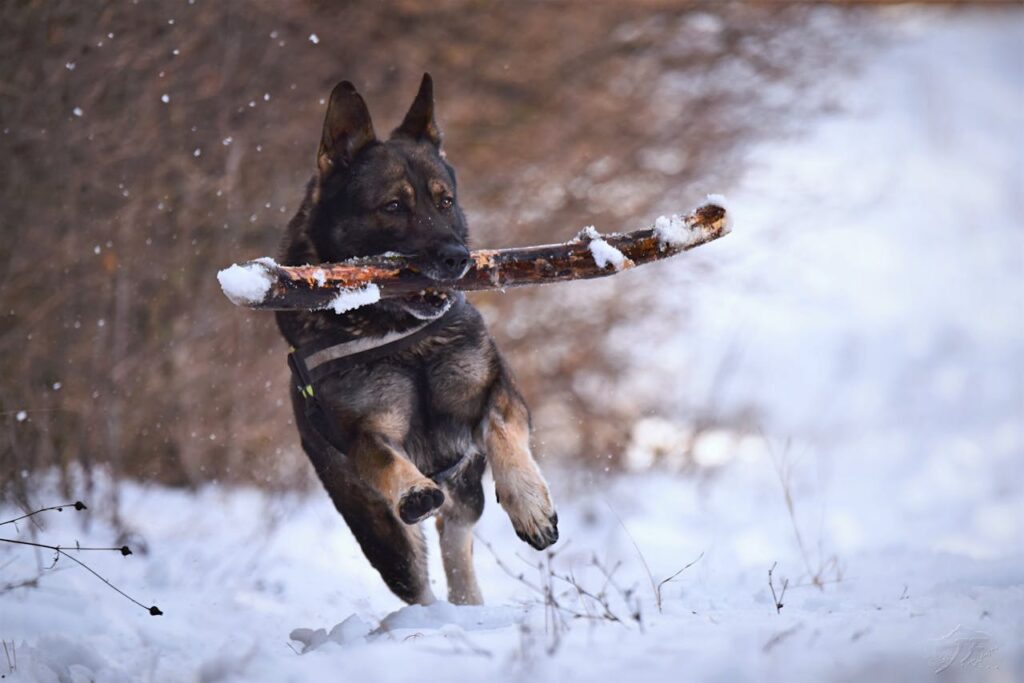 Black German Shepherd running with a stick