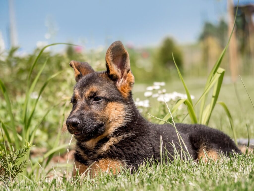 German Shepherd Puppy
