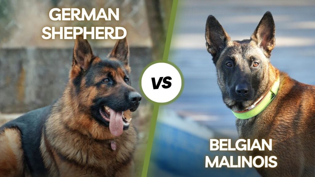 German Shepherd vs Belgian Malinois