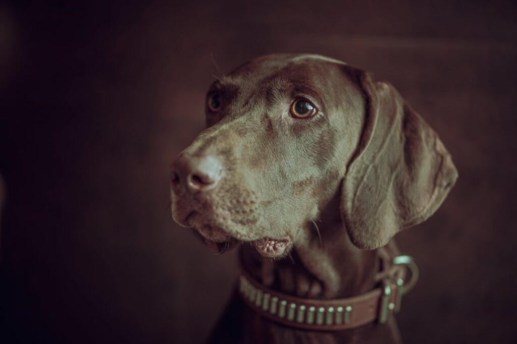 German Shorthaired Pointer closeup