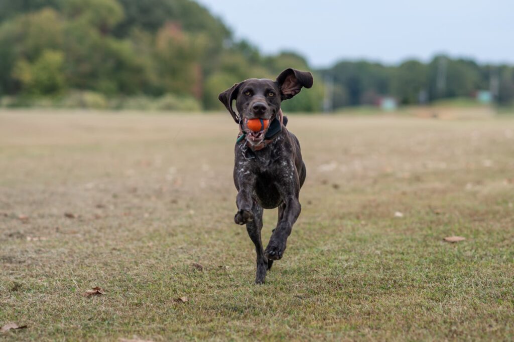 German Shorthaired Pointer running