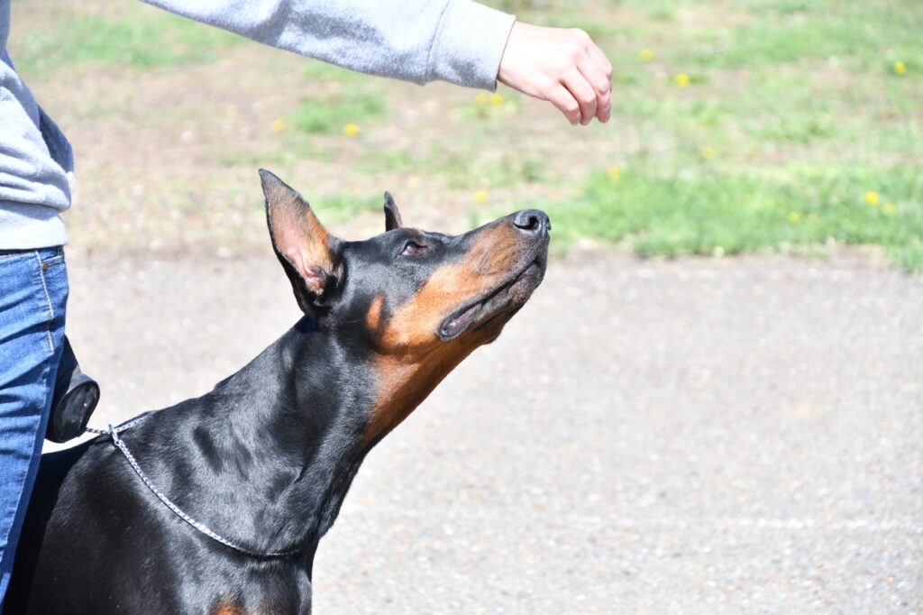 Giving treat to Doberman