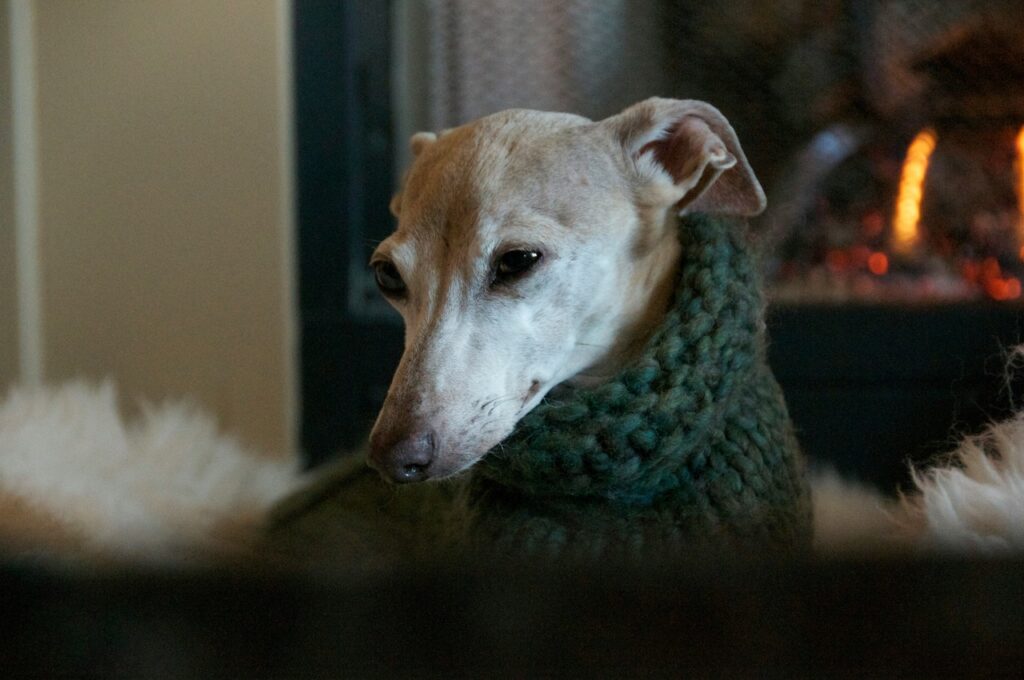 Italian Greyhound with a look