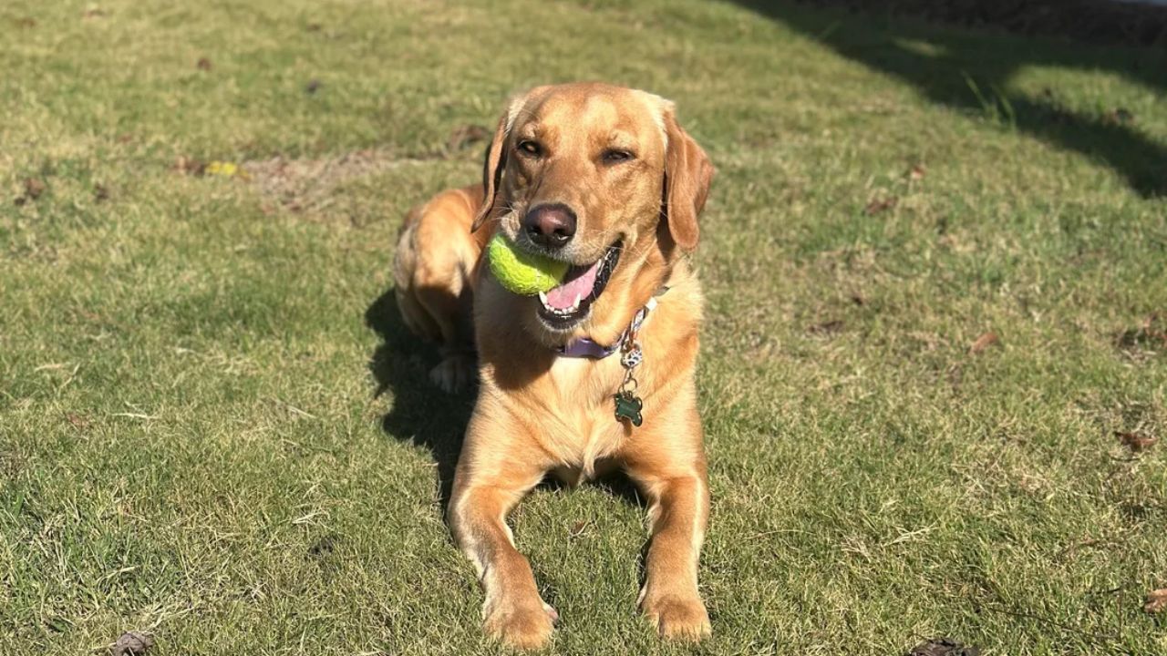 Goldador (Golden Retriever & Labrador Retriever)