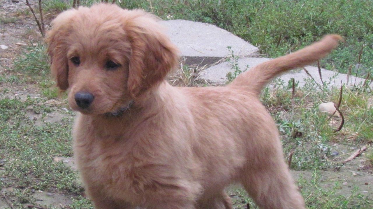 Golden Cocker Retriever (Golden Retriever & Cocker Spaniel)