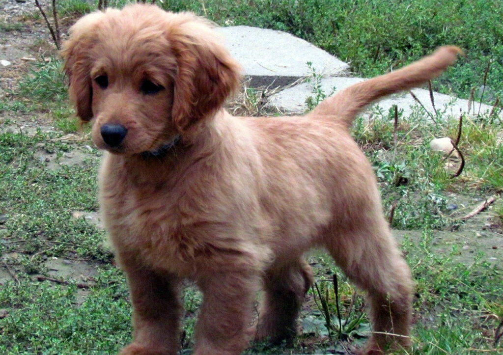 Golden Cocker Retriever