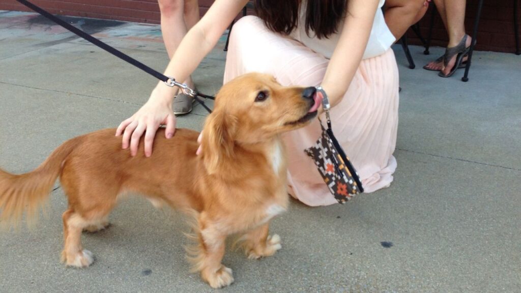 Golden Dox (Golden Retriever & Dachshund