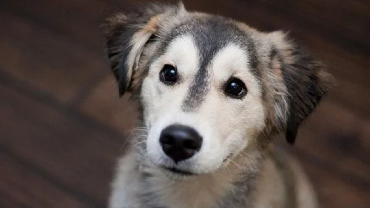Golden-Husky-Golden-Retriever-Siberian-Husky
