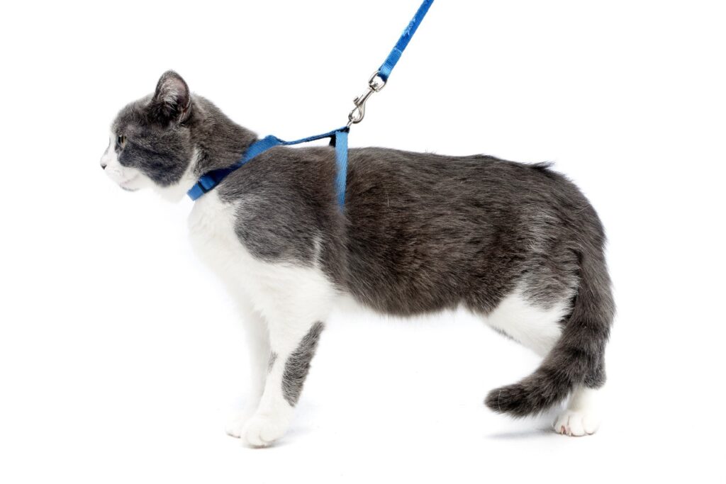 Gray and white cat on leash