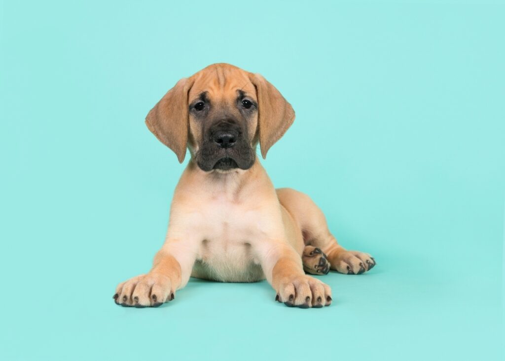 Great Dane Puppy