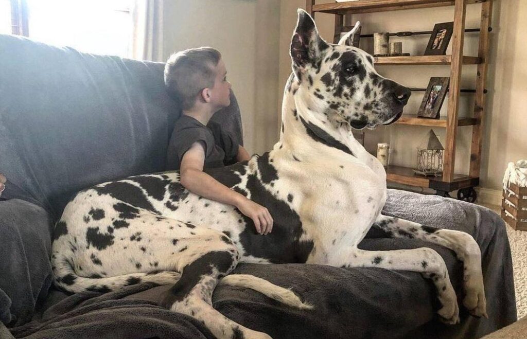 Great Dane in Lap