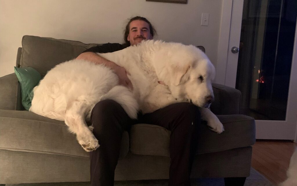 Great Pyrenees in Lap