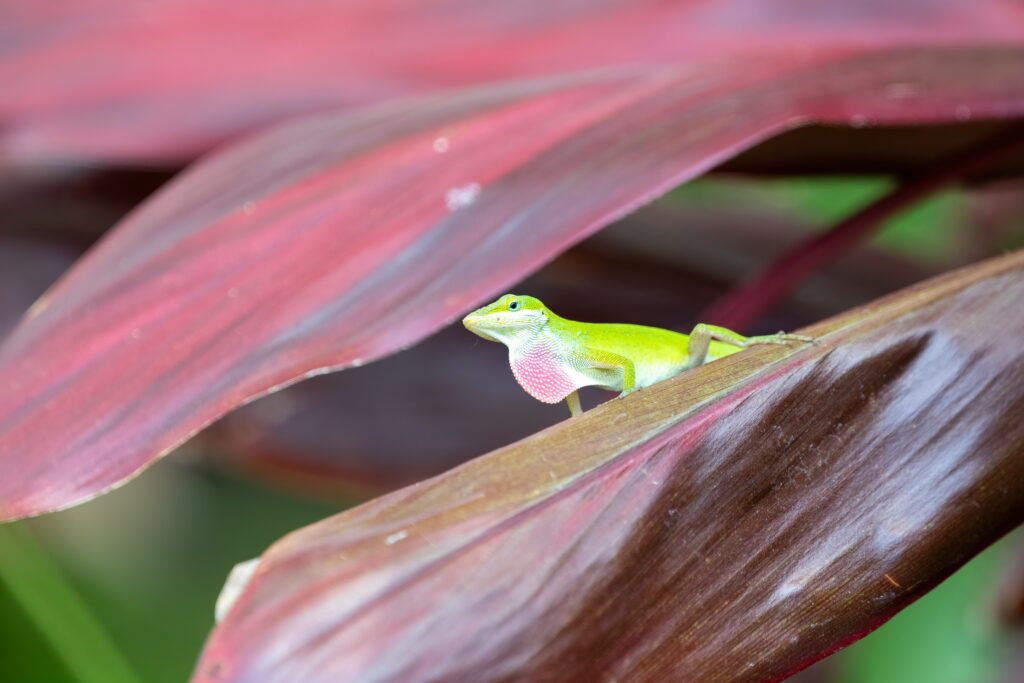 Green Anole
