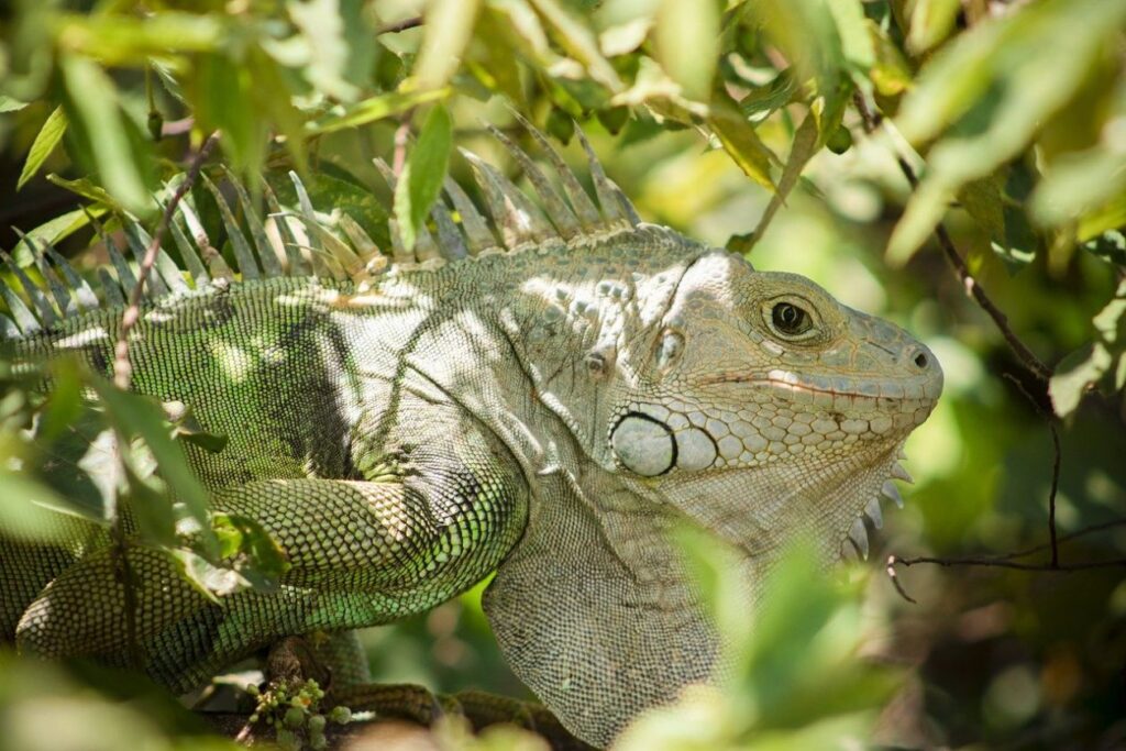 Green Iguanas