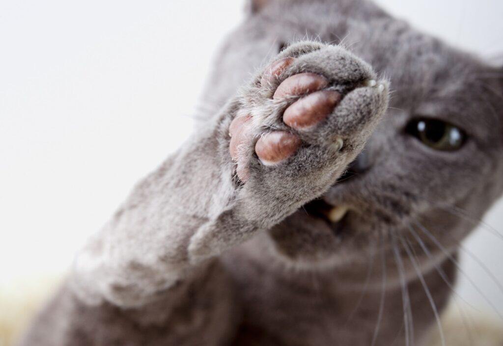 Grey cat slapping 
