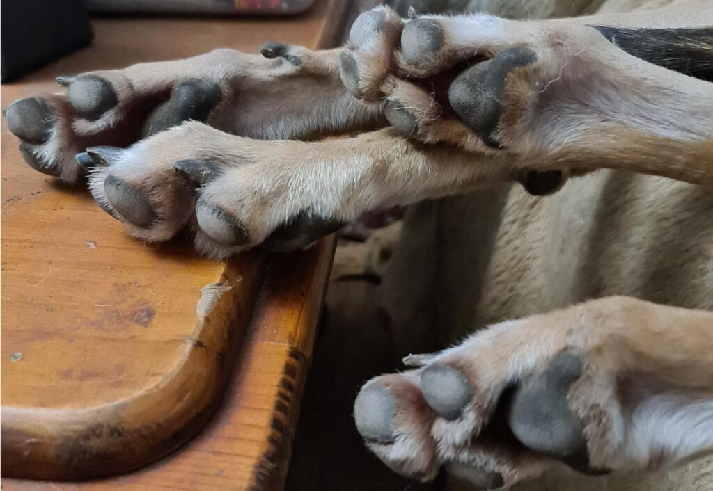 Greyhound Paws
