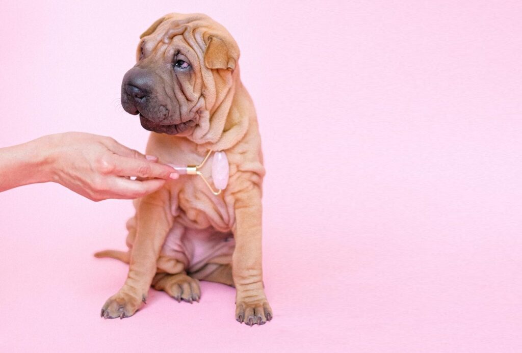 Grooming a Shar Pei