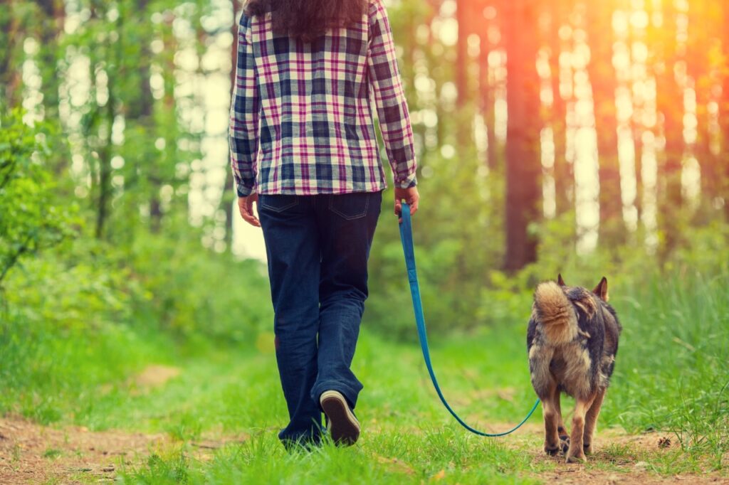 Walking with a German shepherd