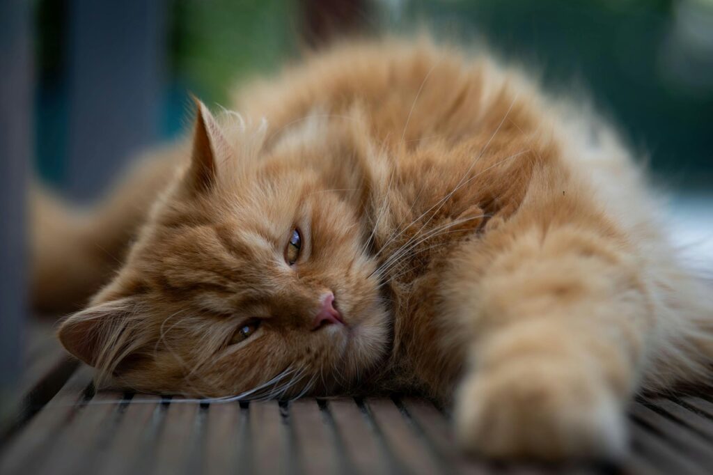  Turkish Angora resting