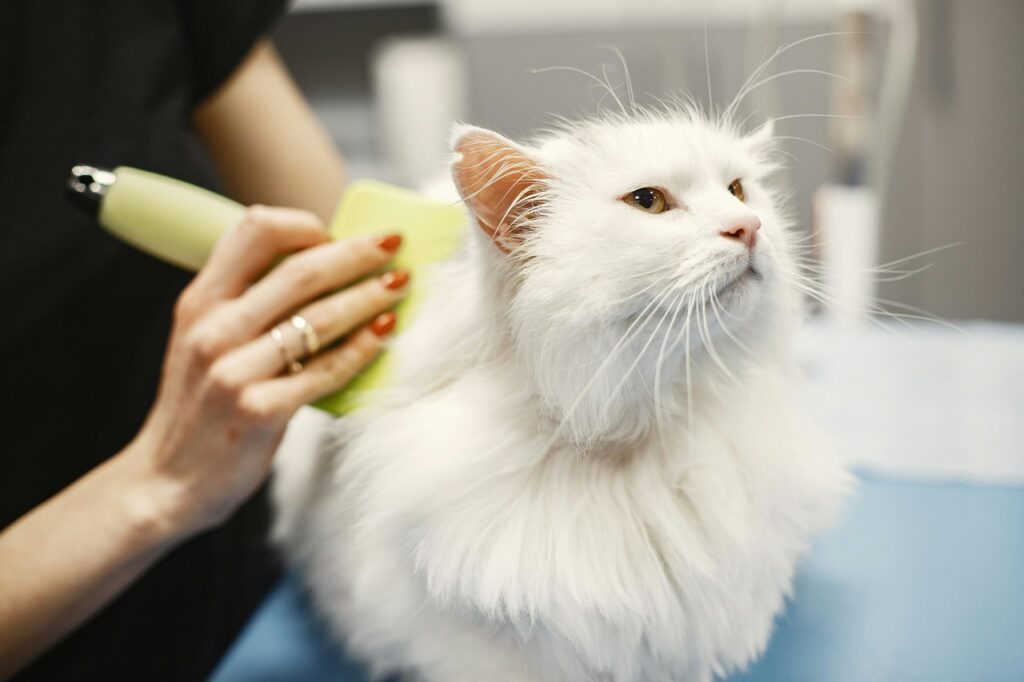 Turkish Angora being groomed