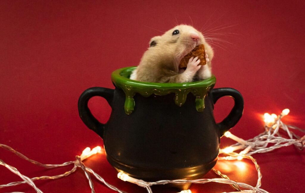 Hamster in Mug Eating Chocolate