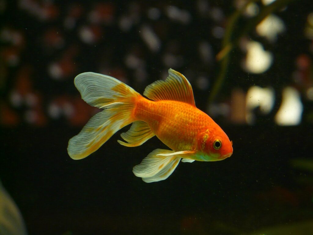 A goldfish