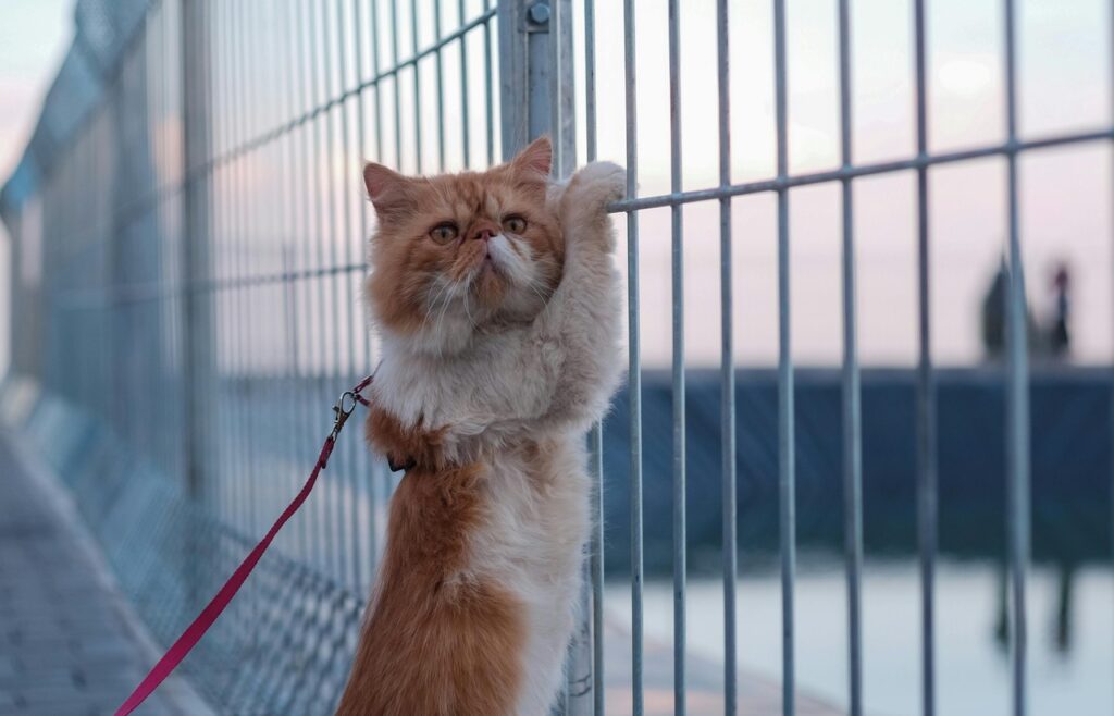 Cat on leash