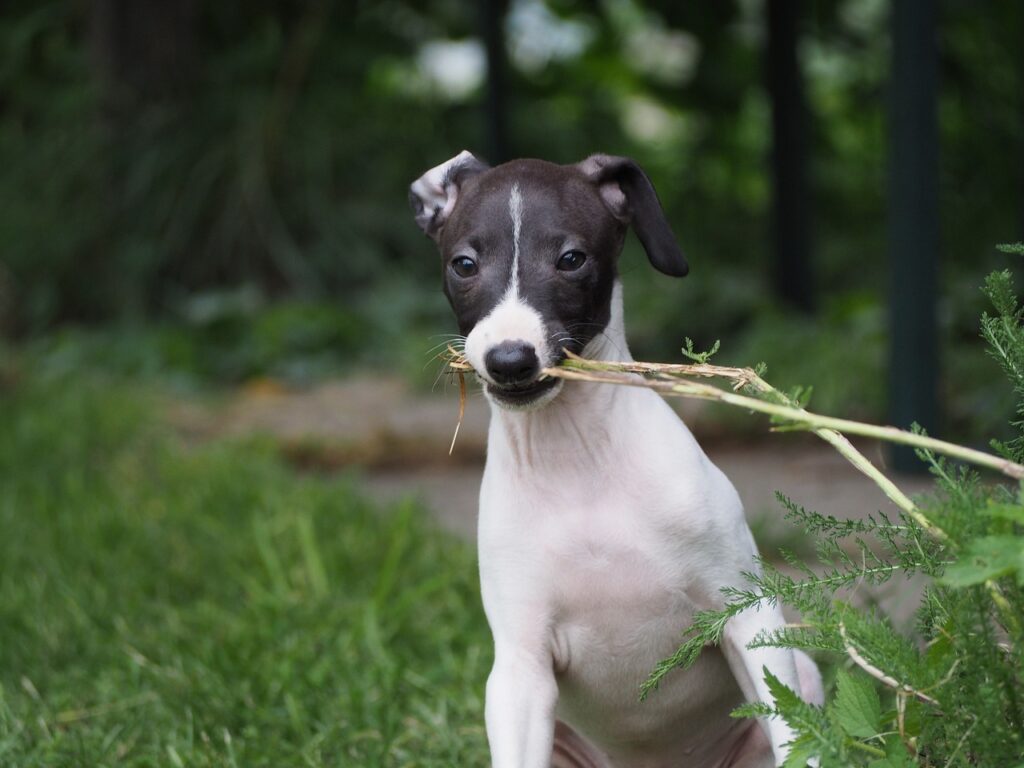 Italian Greyhound outdoors
