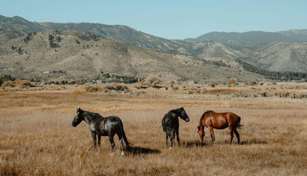 Horses grazing Nevada