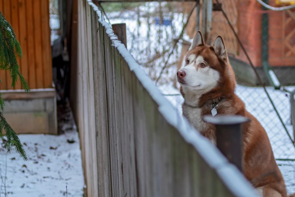 Huskey near fence