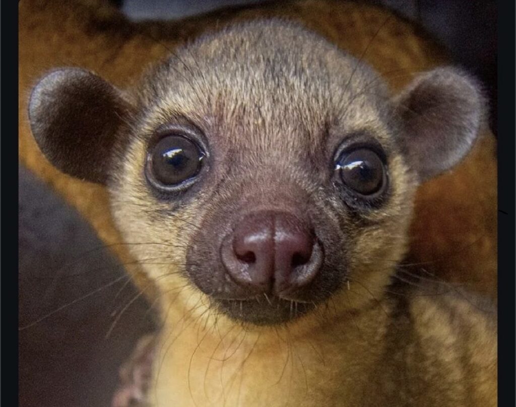 kinkajou