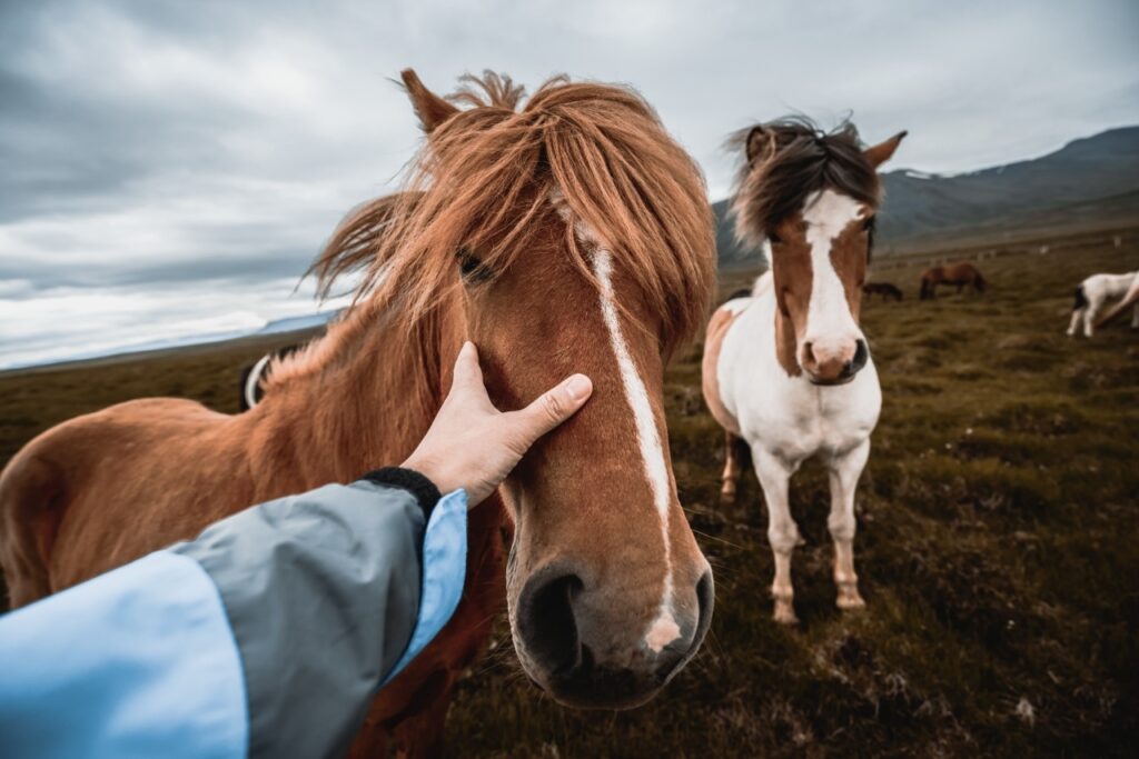 Icelandic horse