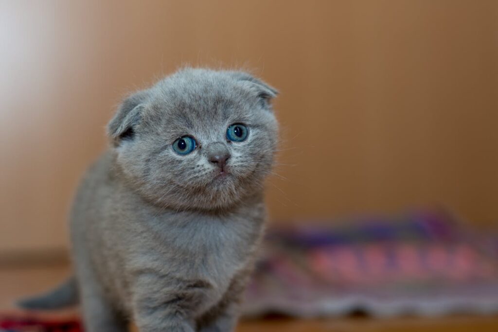 scottish fold