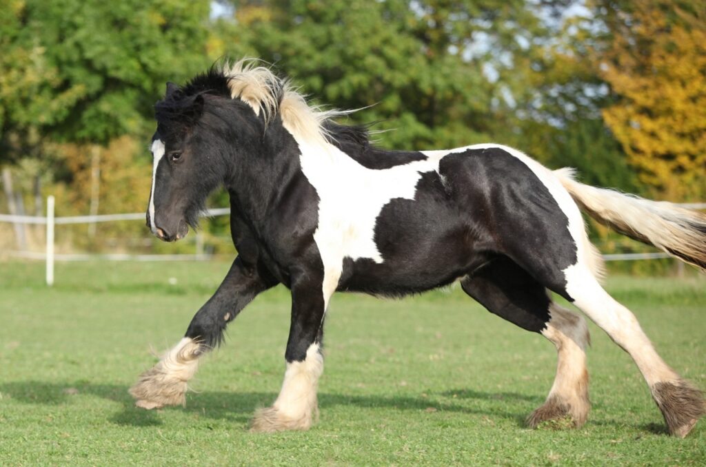 Irish Vanner