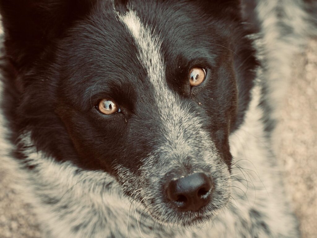 Australian Cattle Dog cozy