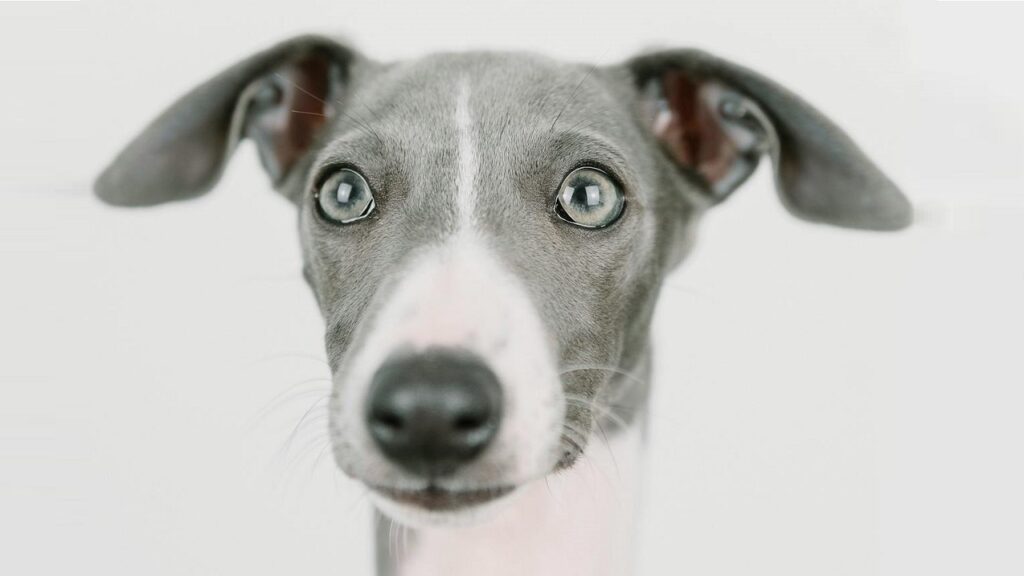Italian Greyhound closeup