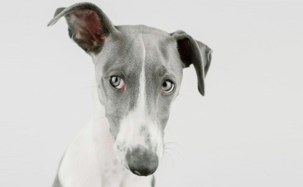 Italian Greyhound