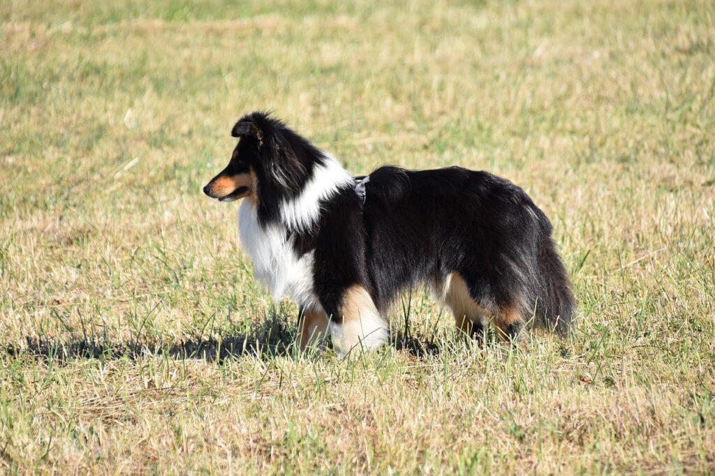 Shetland Sheepdog in profile
