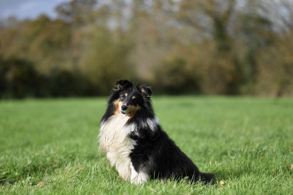 Shetland Sheepdog in the meadows