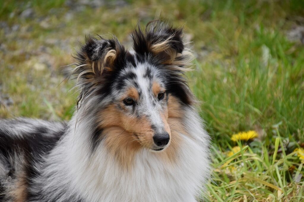 Shetland Sheepdog in the wild