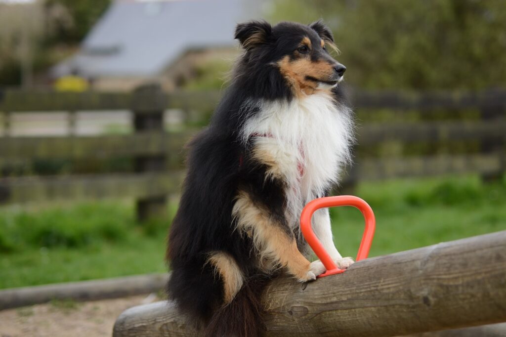 Shetland Sheepdog on a see-saw