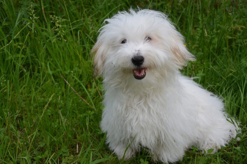 Coton de Tulear in a grassy yard