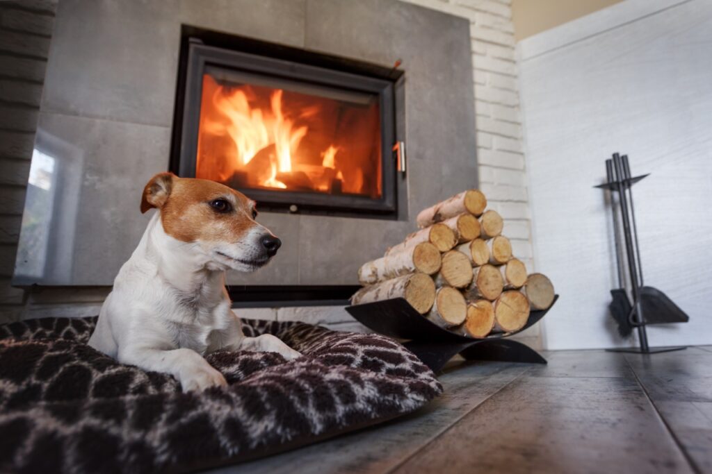 Jack russell terrier dog with a bowl of firewood in front of a fireplace